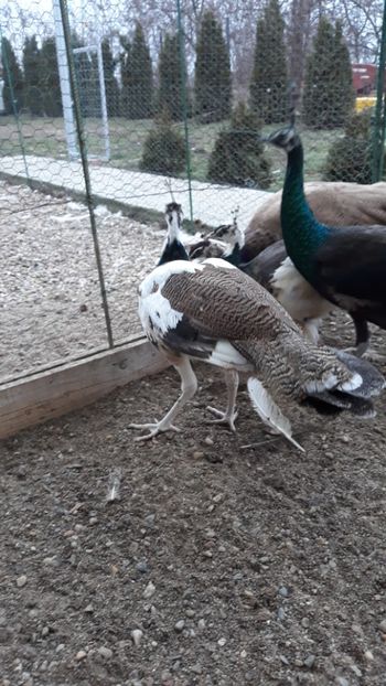  - 1 De vînzare 2019