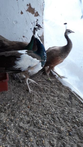  - 1 De vînzare 2019