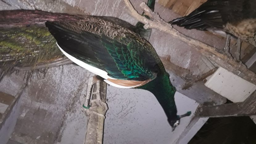  - 1 De vînzare 2019