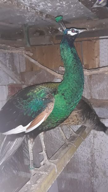  - 1 De vînzare 2019