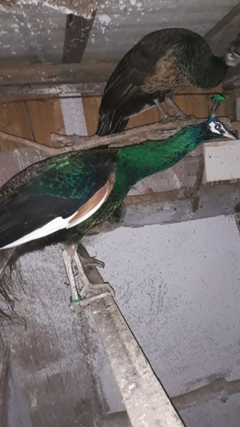  - 1 De vînzare 2019