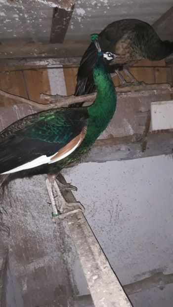  - 1 De vînzare 2019