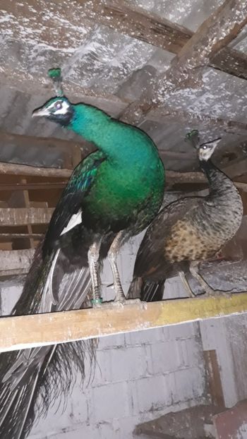  - 1 De vînzare 2019