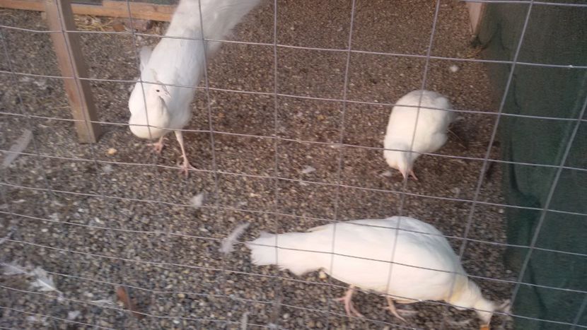  - 1 De vînzare 2019