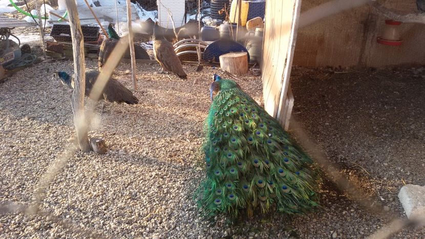  - 1 De vînzare 2019