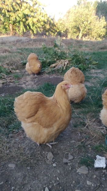 P_20181108_160431 - Orpington galben 2019