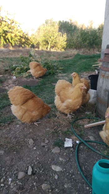 P_20181108_160230 - Orpington galben 2019