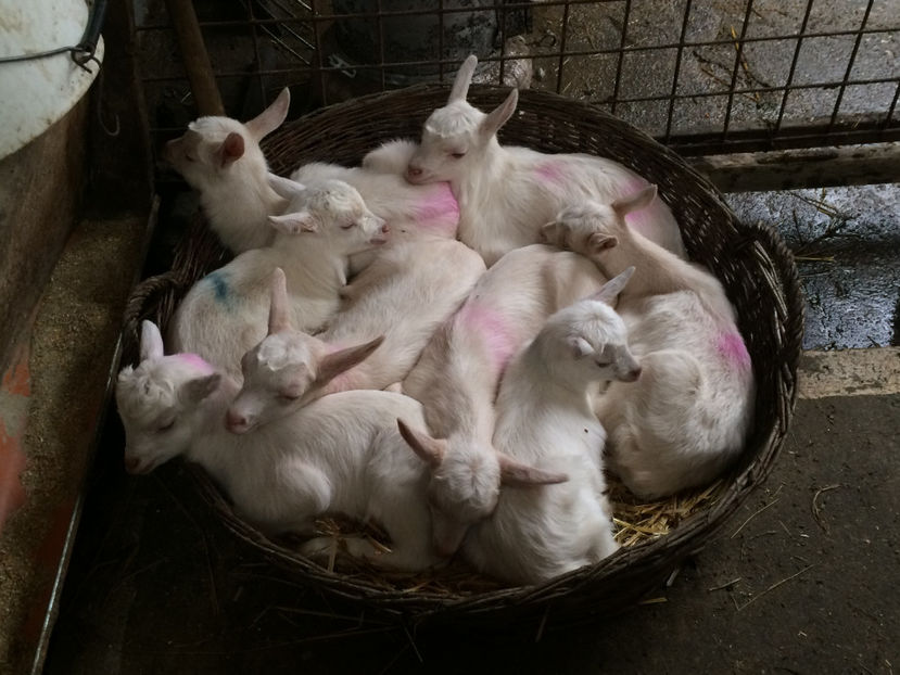  - capritele in 2016-2017-18-19