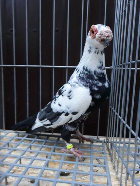  - Carunculati si berberi 2019