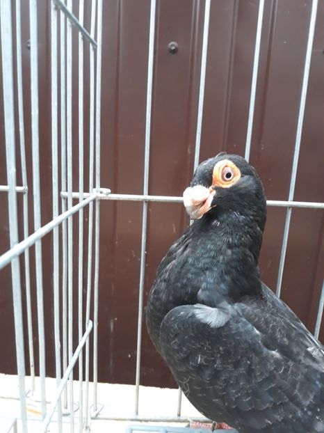  - Carunculati si berberi 2019