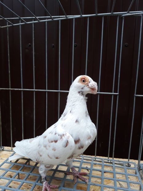  - Carunculati si berberi 2019