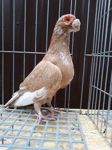  - Carunculati si berberi 2019