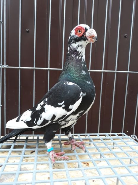  - Carunculati si berberi 2019