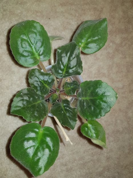 08.02.2019 - Cathedral