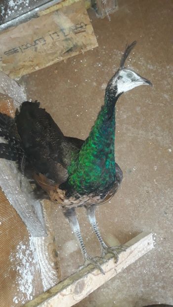  - 1 De vînzare 2019