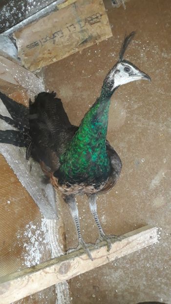  - 1 De vînzare 2019