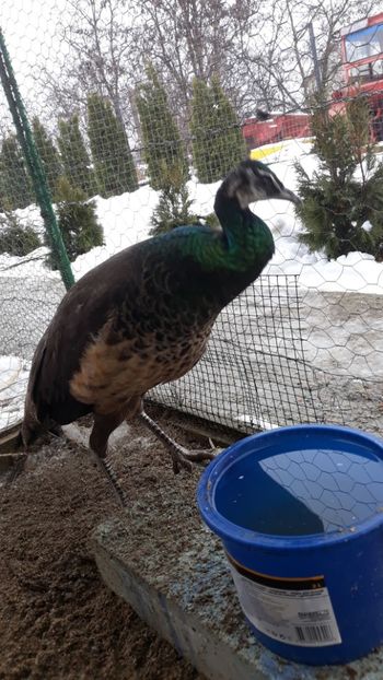  - 1 De vînzare 2019