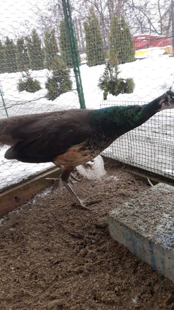  - 1 De vînzare 2019