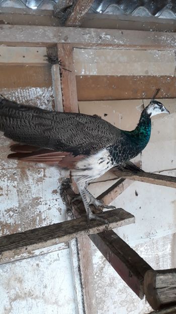  - 1 De vînzare 2019