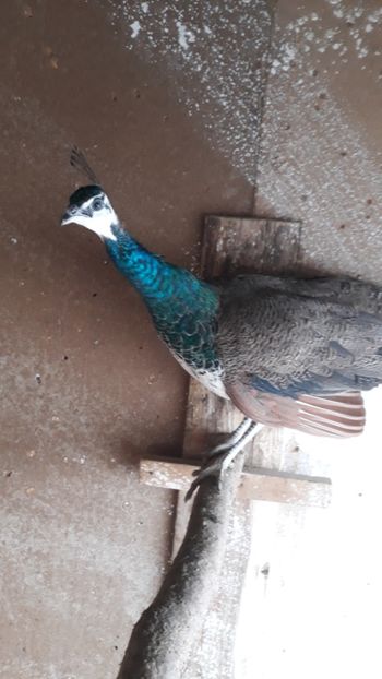  - 1 De vînzare 2019