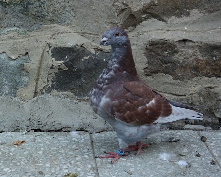  - Voiajori Americani 2019