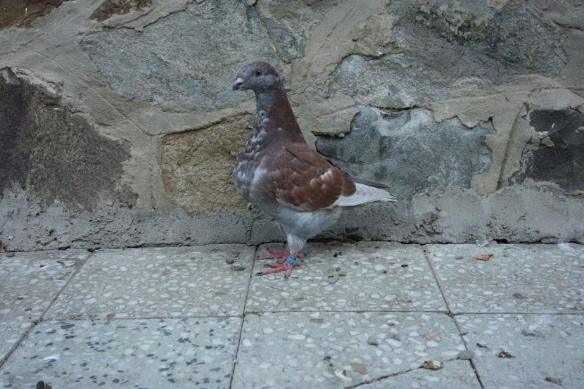  - Voiajori Americani 2019