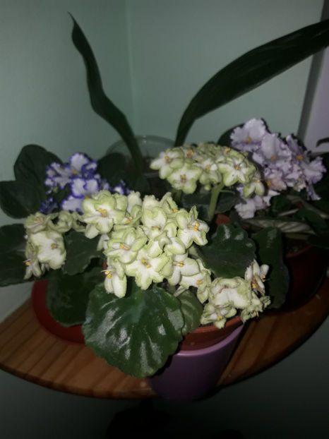  - African Violet My Sensation