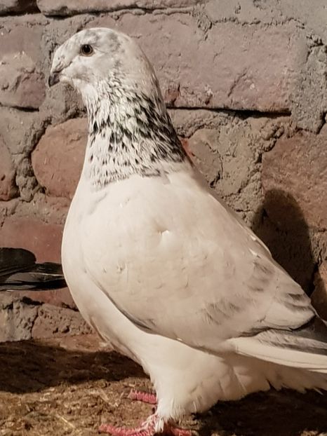  - De vânzare 2019