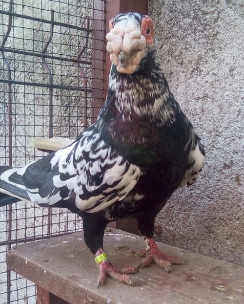 M - 2017 - Carunculați 2019