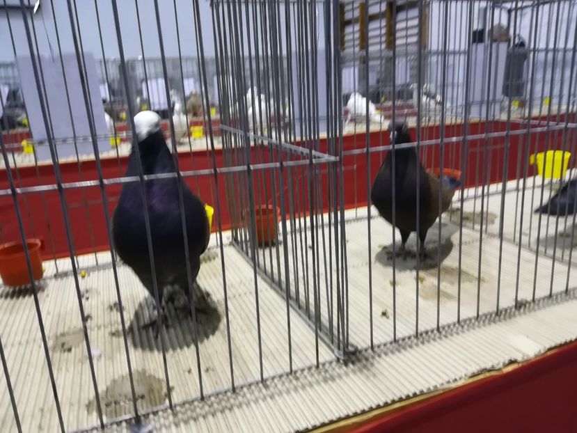  - Expozitie 2019 - 09 Februarie- Medias -Asociatia columbofila Tarnava-Mare