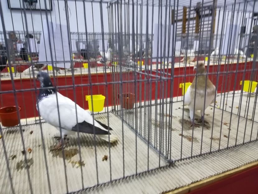  - Expozitie 2019 - 09 Februarie- Medias -Asociatia columbofila Tarnava-Mare