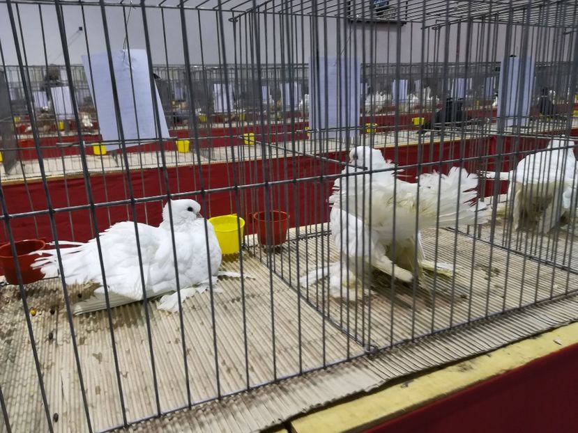  - Expozitie 2019 - 09 Februarie- Medias -Asociatia columbofila Tarnava-Mare