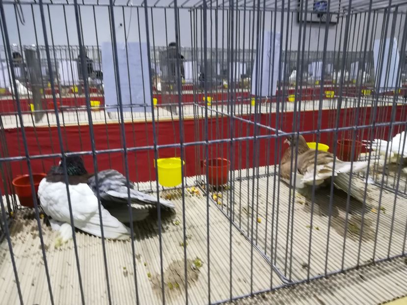  - Expozitie 2019 - 09 Februarie- Medias -Asociatia columbofila Tarnava-Mare