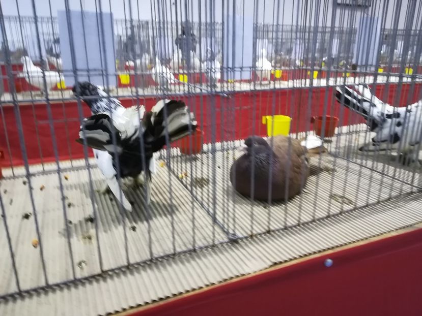  - Expozitie 2019 - 09 Februarie- Medias -Asociatia columbofila Tarnava-Mare