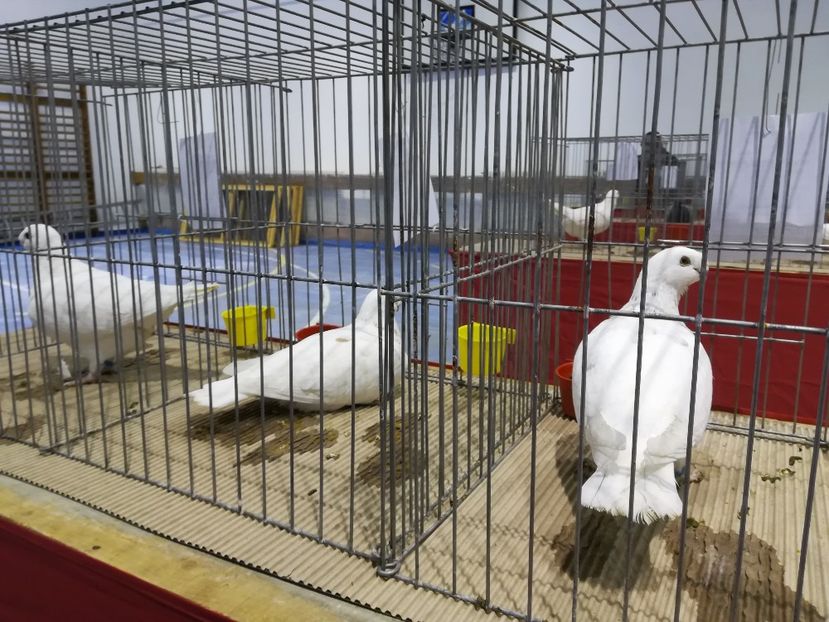  - Expozitie 2019 - 09 Februarie- Medias -Asociatia columbofila Tarnava-Mare