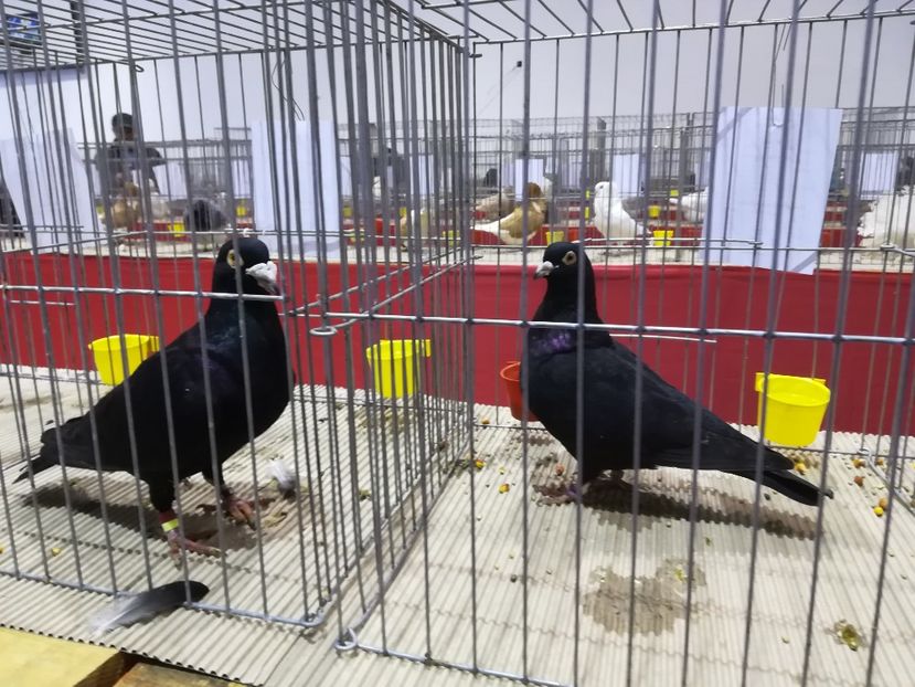  - Expozitie 2019 - 09 Februarie- Medias -Asociatia columbofila Tarnava-Mare