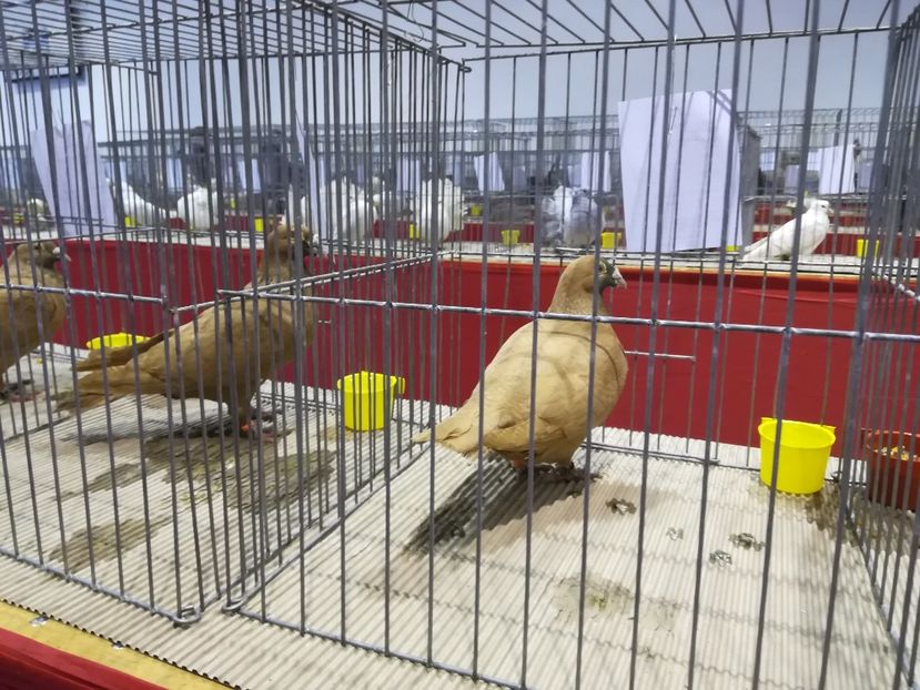  - Expozitie 2019 - 09 Februarie- Medias -Asociatia columbofila Tarnava-Mare