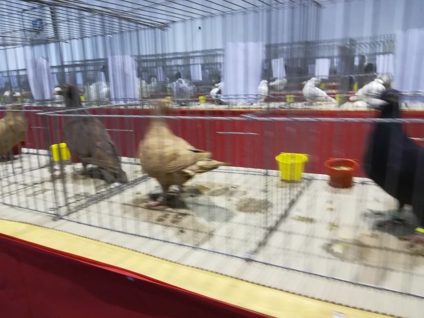  - Expozitie 2019 - 09 Februarie- Medias -Asociatia columbofila Tarnava-Mare