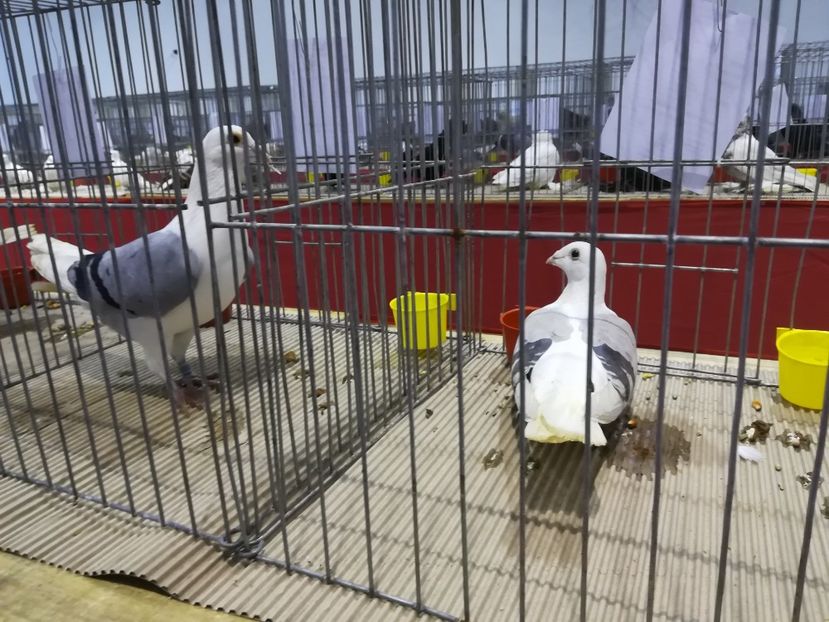  - Expozitie 2019 - 09 Februarie- Medias -Asociatia columbofila Tarnava-Mare