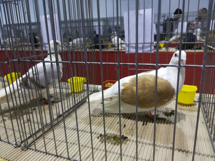  - Expozitie 2019 - 09 Februarie- Medias -Asociatia columbofila Tarnava-Mare
