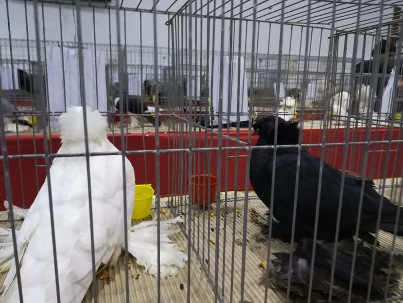  - Expozitie 2019 - 09 Februarie- Medias -Asociatia columbofila Tarnava-Mare