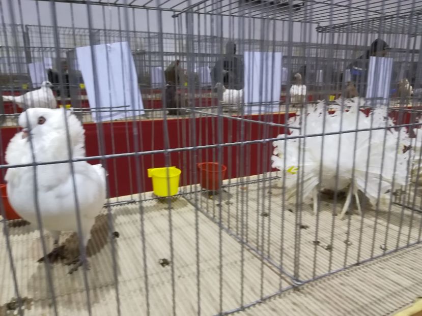  - Expozitie 2019 - 09 Februarie- Medias -Asociatia columbofila Tarnava-Mare