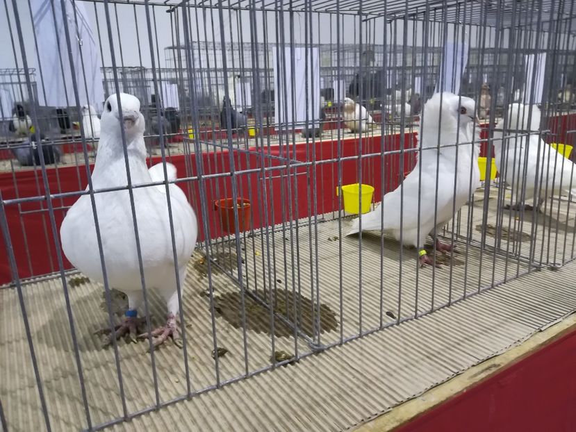  - Expozitie 2019 - 09 Februarie- Medias -Asociatia columbofila Tarnava-Mare