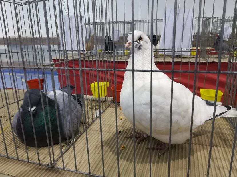  - Expozitie 2019 - 09 Februarie- Medias -Asociatia columbofila Tarnava-Mare