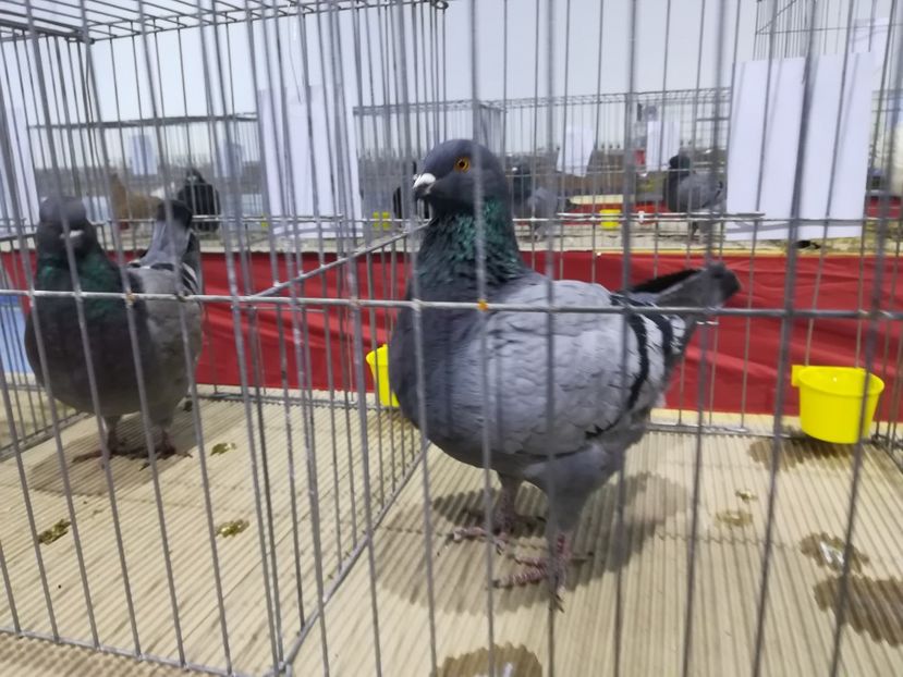  - Expozitie 2019 - 09 Februarie- Medias -Asociatia columbofila Tarnava-Mare