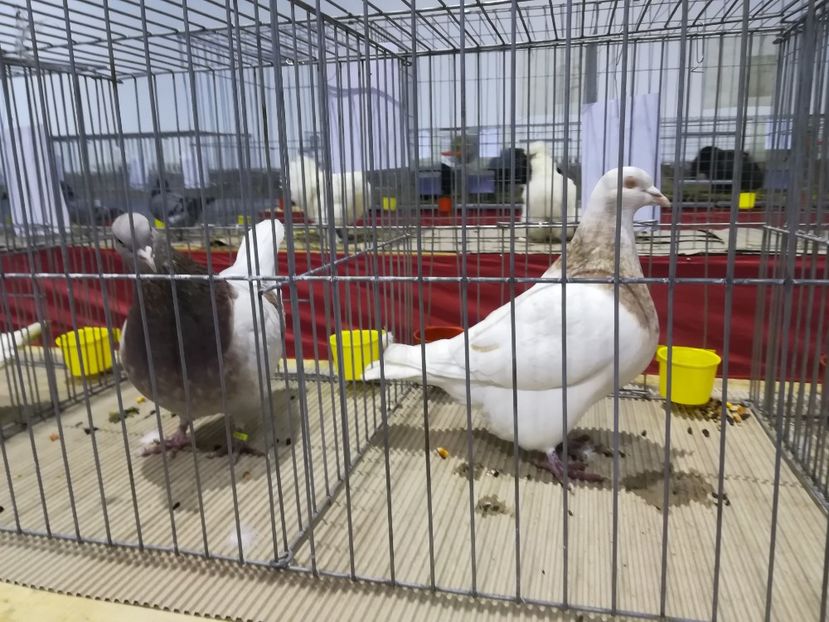  - Expozitie 2019 - 09 Februarie- Medias -Asociatia columbofila Tarnava-Mare