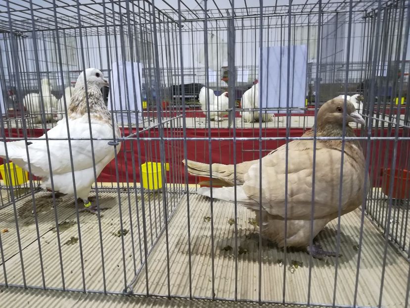  - Expozitie 2019 - 09 Februarie- Medias -Asociatia columbofila Tarnava-Mare
