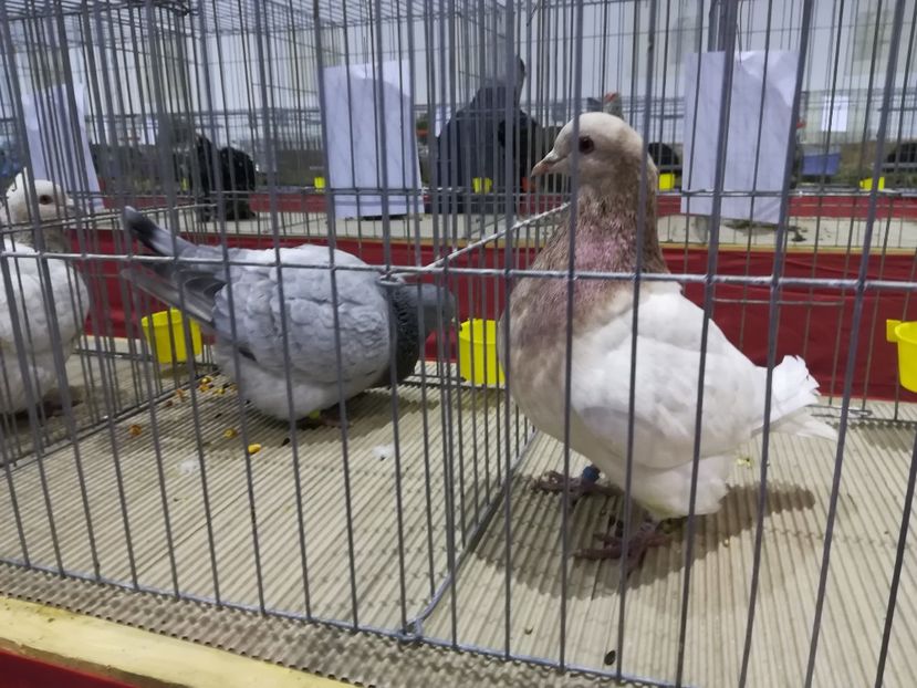  - Expozitie 2019 - 09 Februarie- Medias -Asociatia columbofila Tarnava-Mare