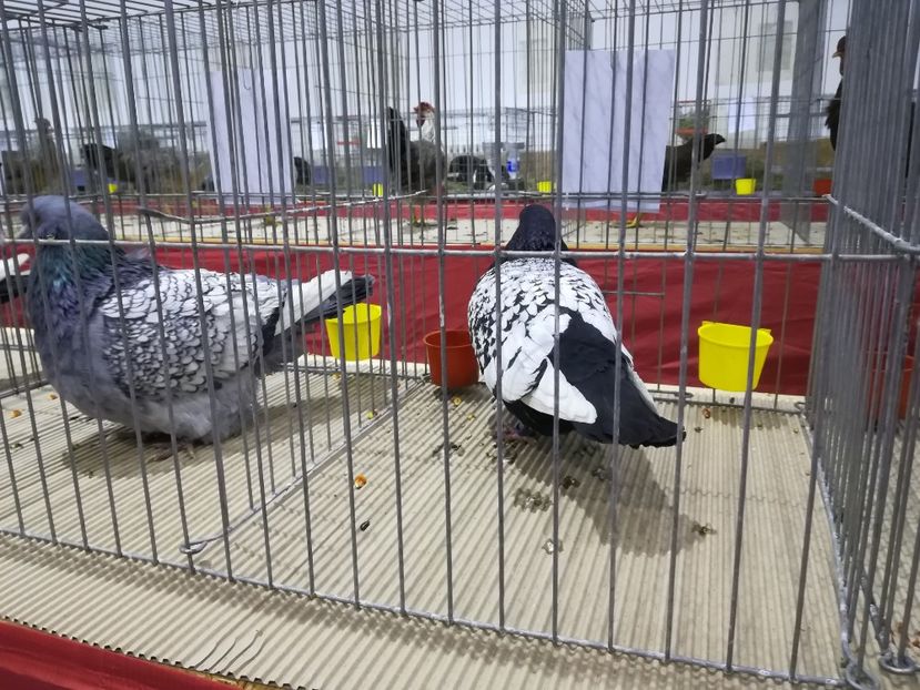  - Expozitie 2019 - 09 Februarie- Medias -Asociatia columbofila Tarnava-Mare