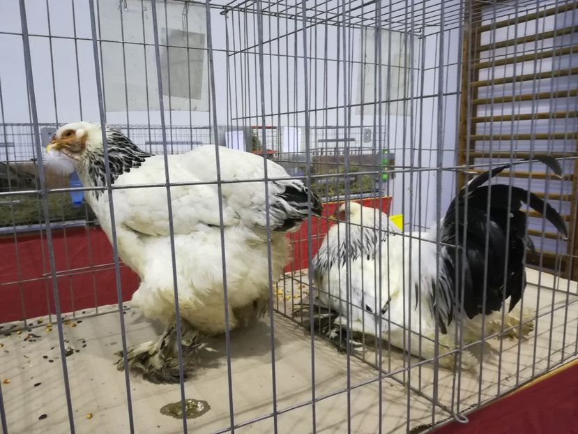  - Expozitie 2019 - 09 Februarie- Medias -Asociatia columbofila Tarnava-Mare